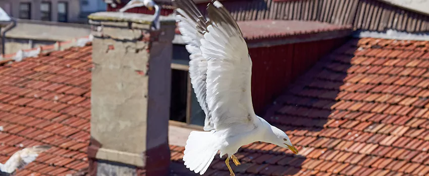 Residential Chimney Animal Removal Solution in Fremont, OH